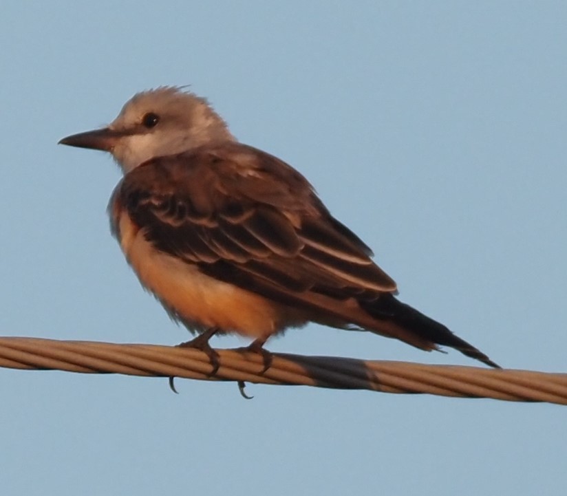 Scissor-tailed Flycatcher - ML622886891