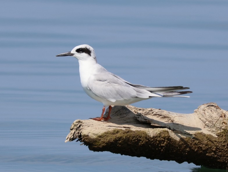Forster's Tern - Nathan Stimson
