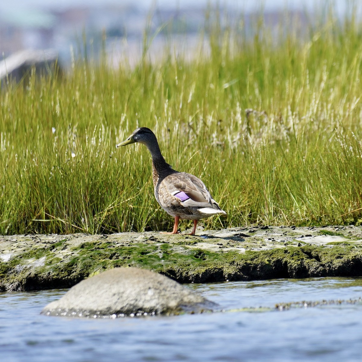 Mallard/American Black Duck - ML622886949