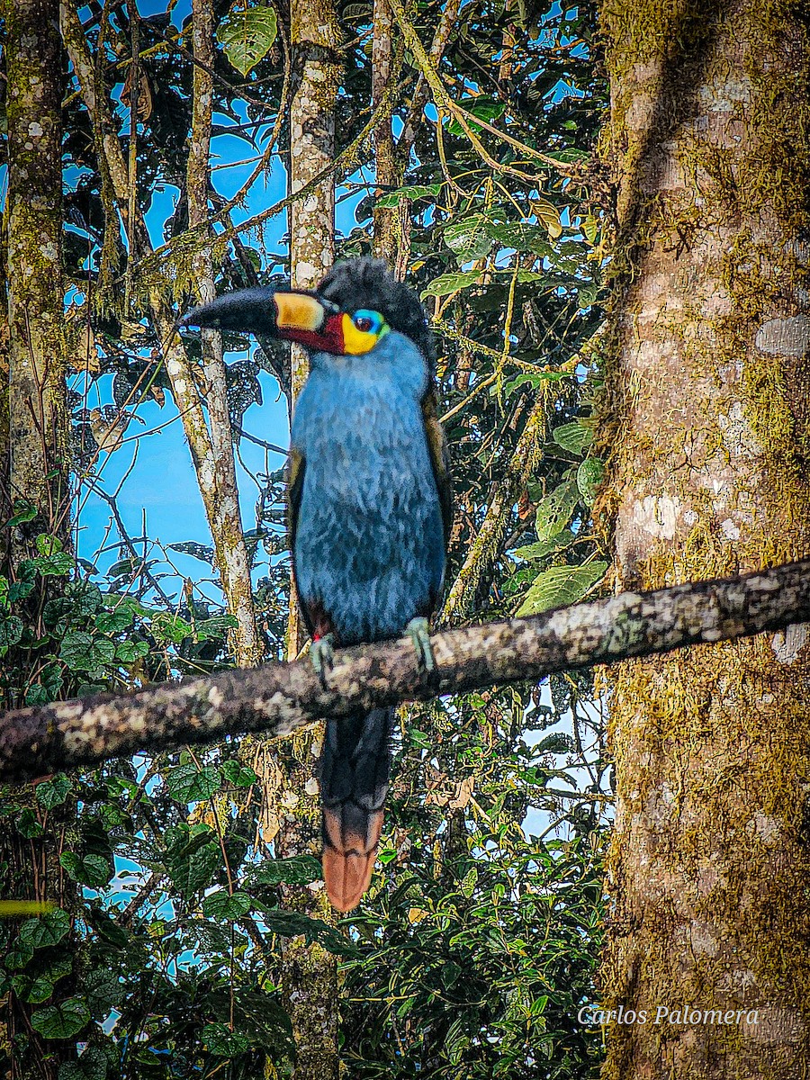 Plate-billed Mountain-Toucan - ML622886985