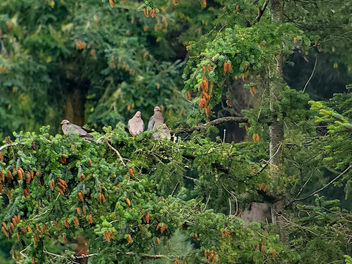 Band-tailed Pigeon - ML622887038