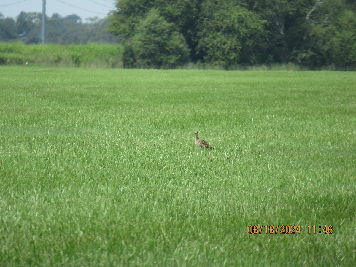 Upland Sandpiper - ML622887041