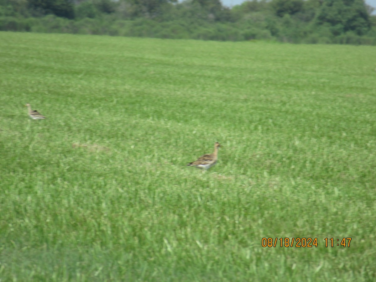 Upland Sandpiper - Glenn Ousset