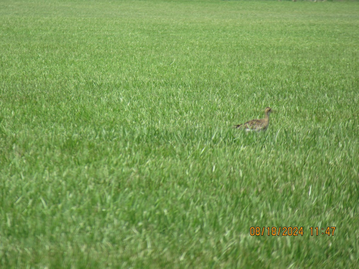 Upland Sandpiper - ML622887073