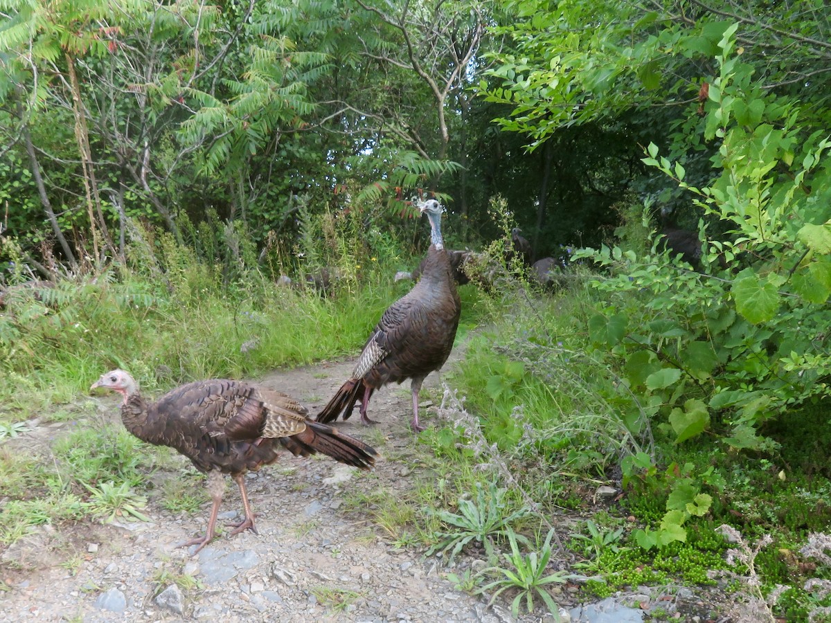 Wild Turkey - Christine Cote