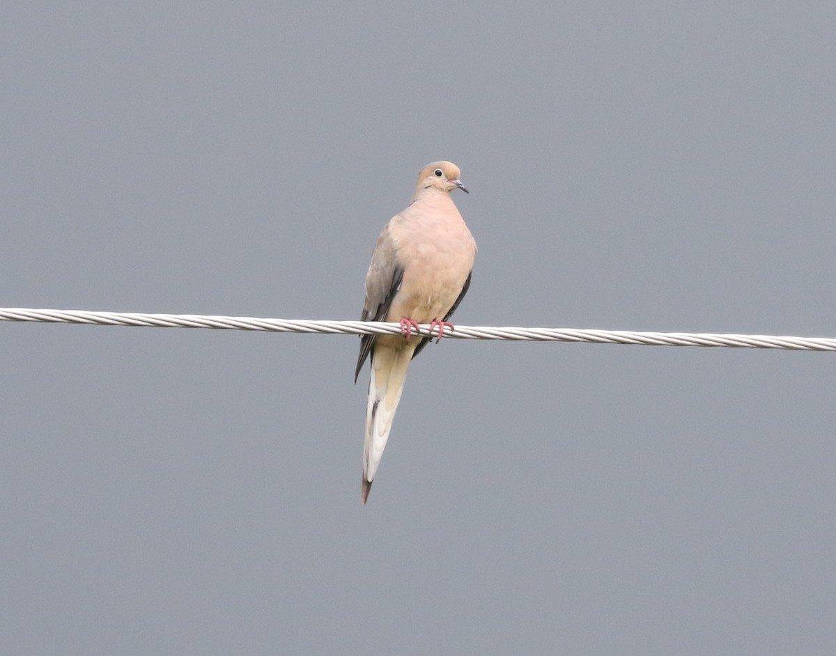 Mourning Dove - Bobby Brown