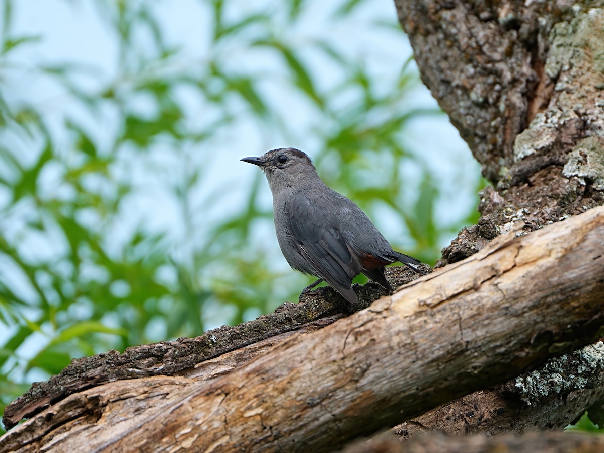 Gray Catbird - ML622887145