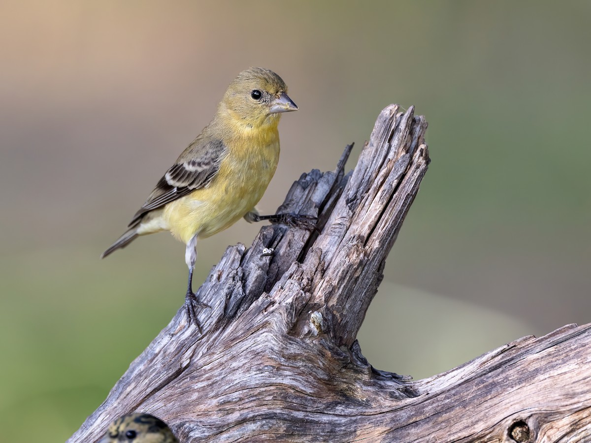 Lesser Goldfinch - ML622887204