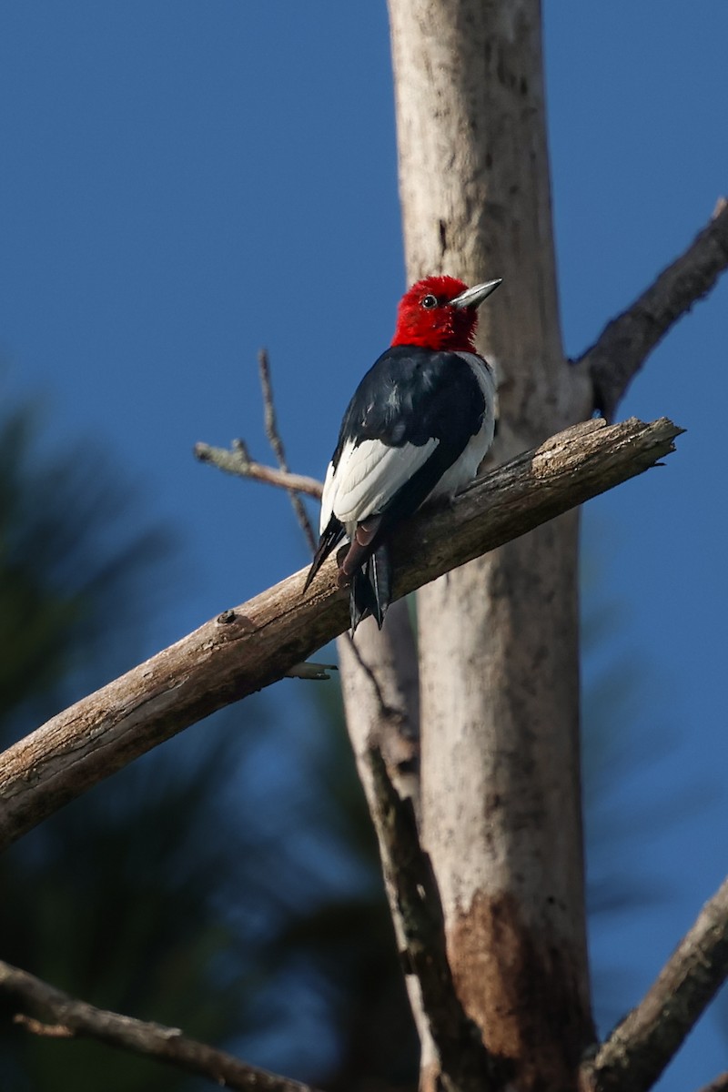 Red-headed Woodpecker - ML622887264