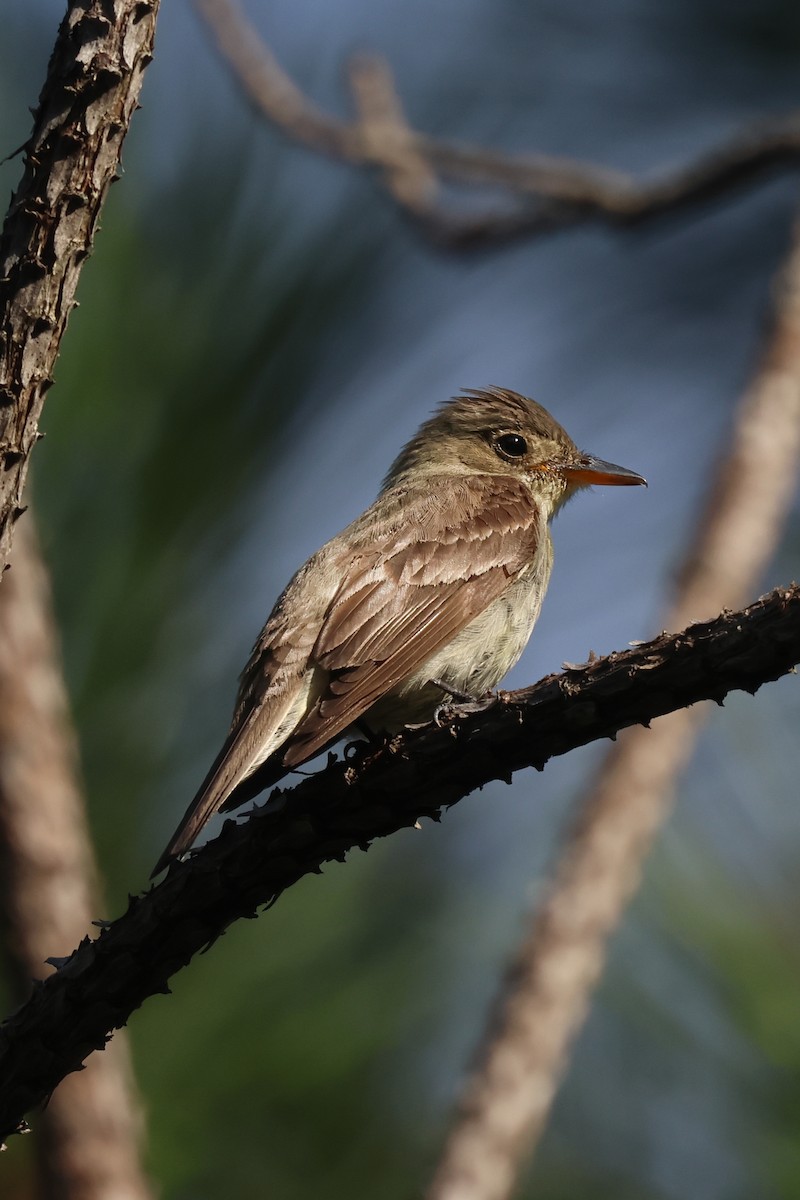 Eastern Wood-Pewee - ML622887270