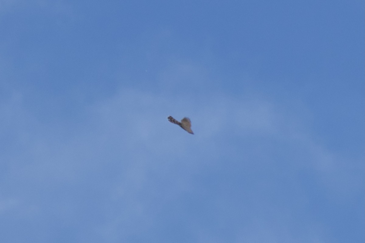 Cooper's Hawk/American Goshawk - ML622887357