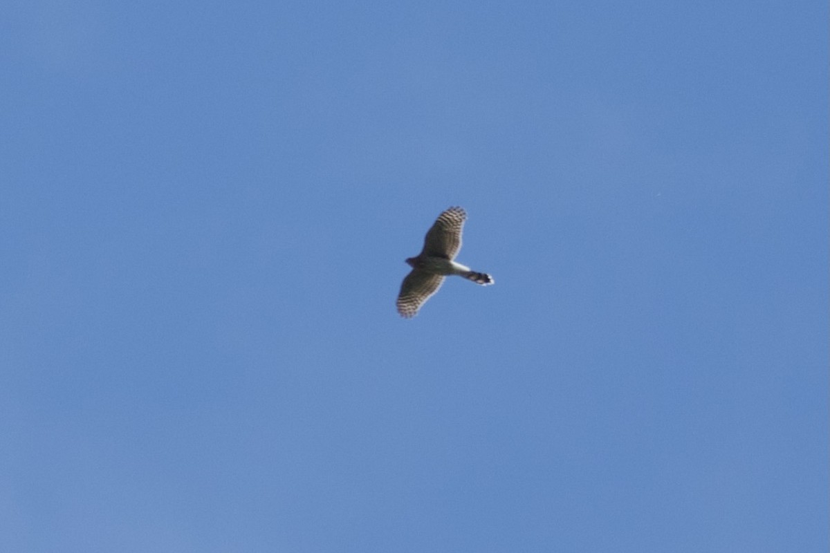 Cooper's Hawk/American Goshawk - ML622887361