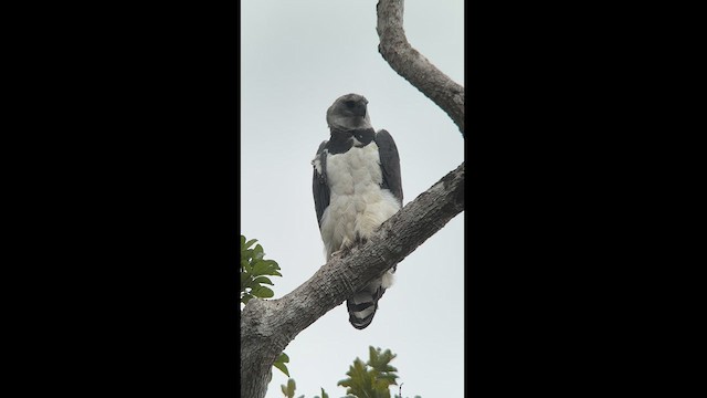 Harpy Eagle - ML622887371