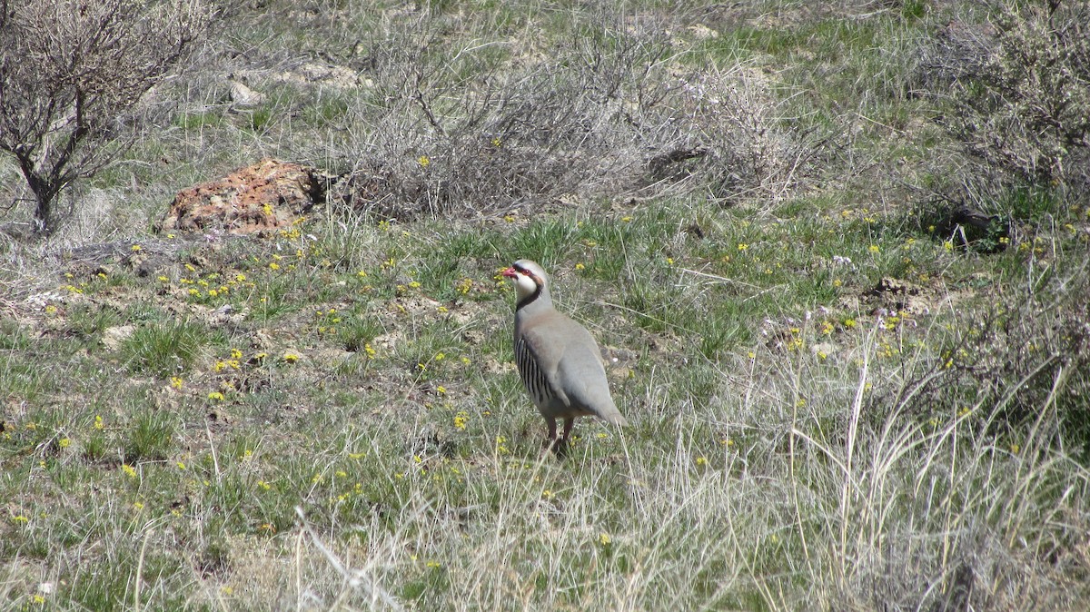 Chukar - ML62288741