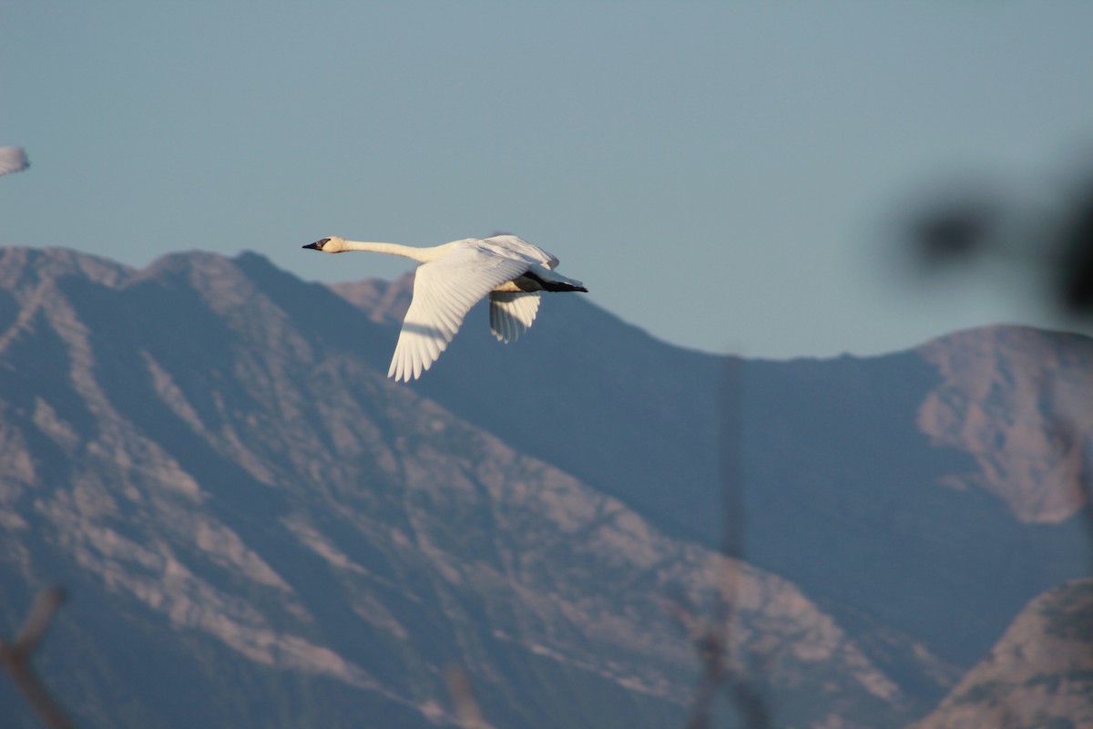 Trumpeter Swan - ML622887462