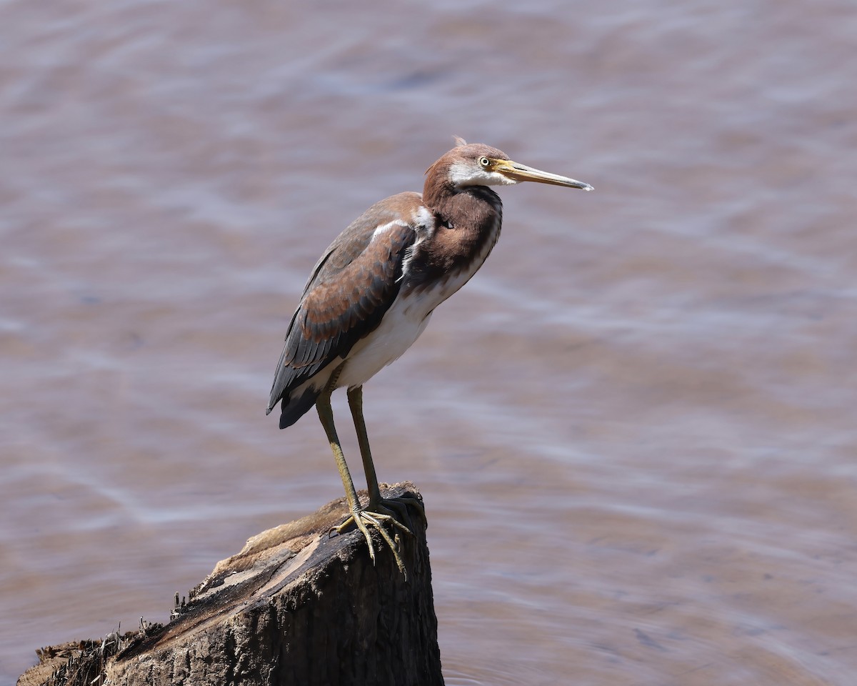 Tricolored Heron - Debbie Kosater