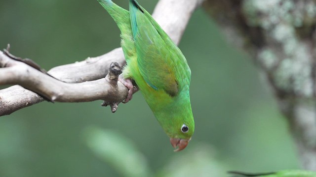 Plain Parakeet - ML622887529