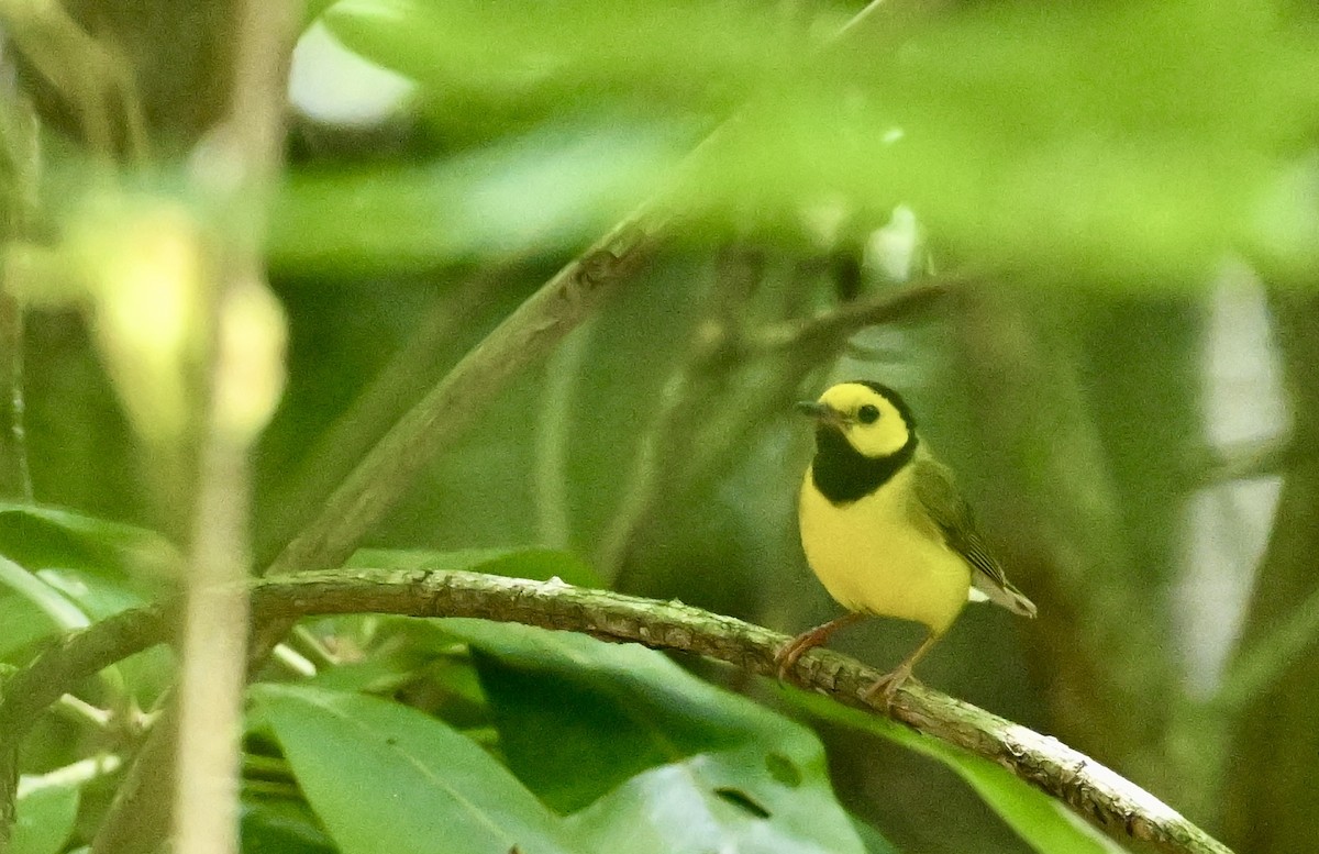 Hooded Warbler - ML622887563