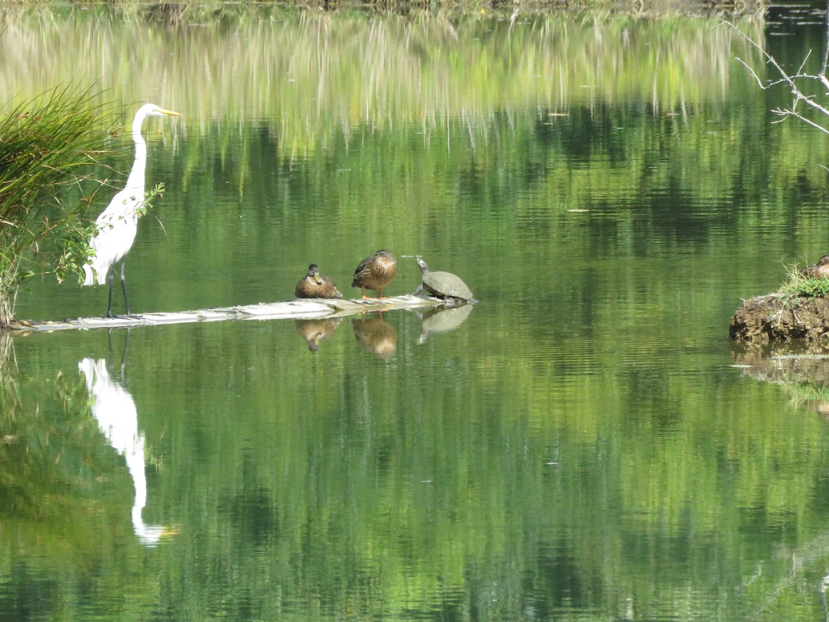 Great Egret - Monica Hoel