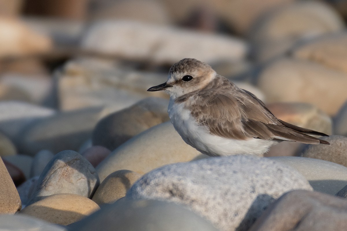 Kentish Plover - Ana Amaral