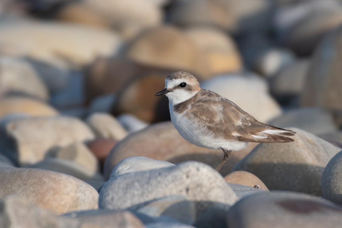 Kentish Plover - Ana Amaral