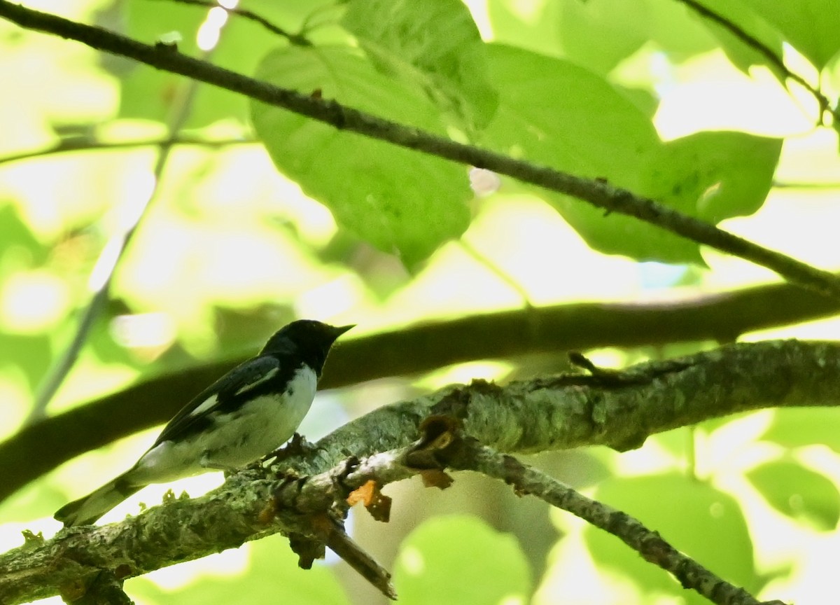 Black-throated Blue Warbler - ML622887617