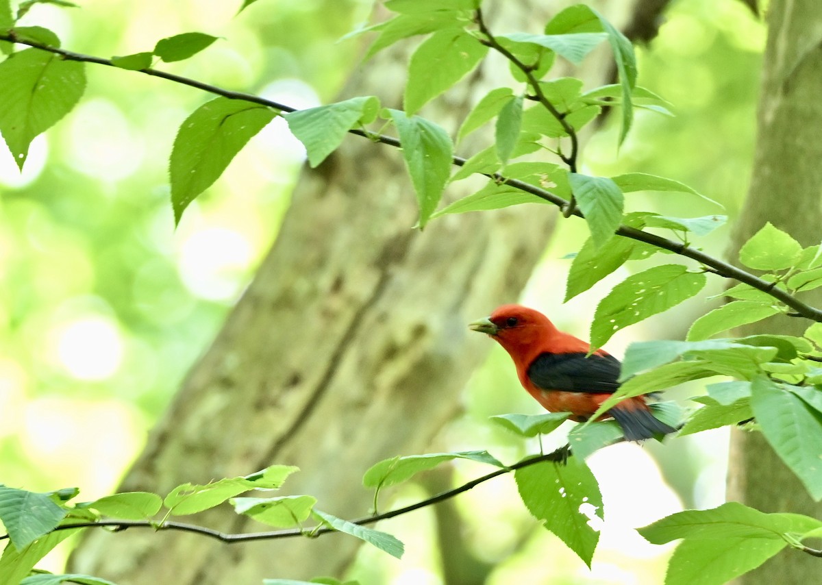 Scarlet Tanager - ML622887643