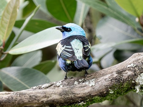 Blue-necked Tanager - ML622887644