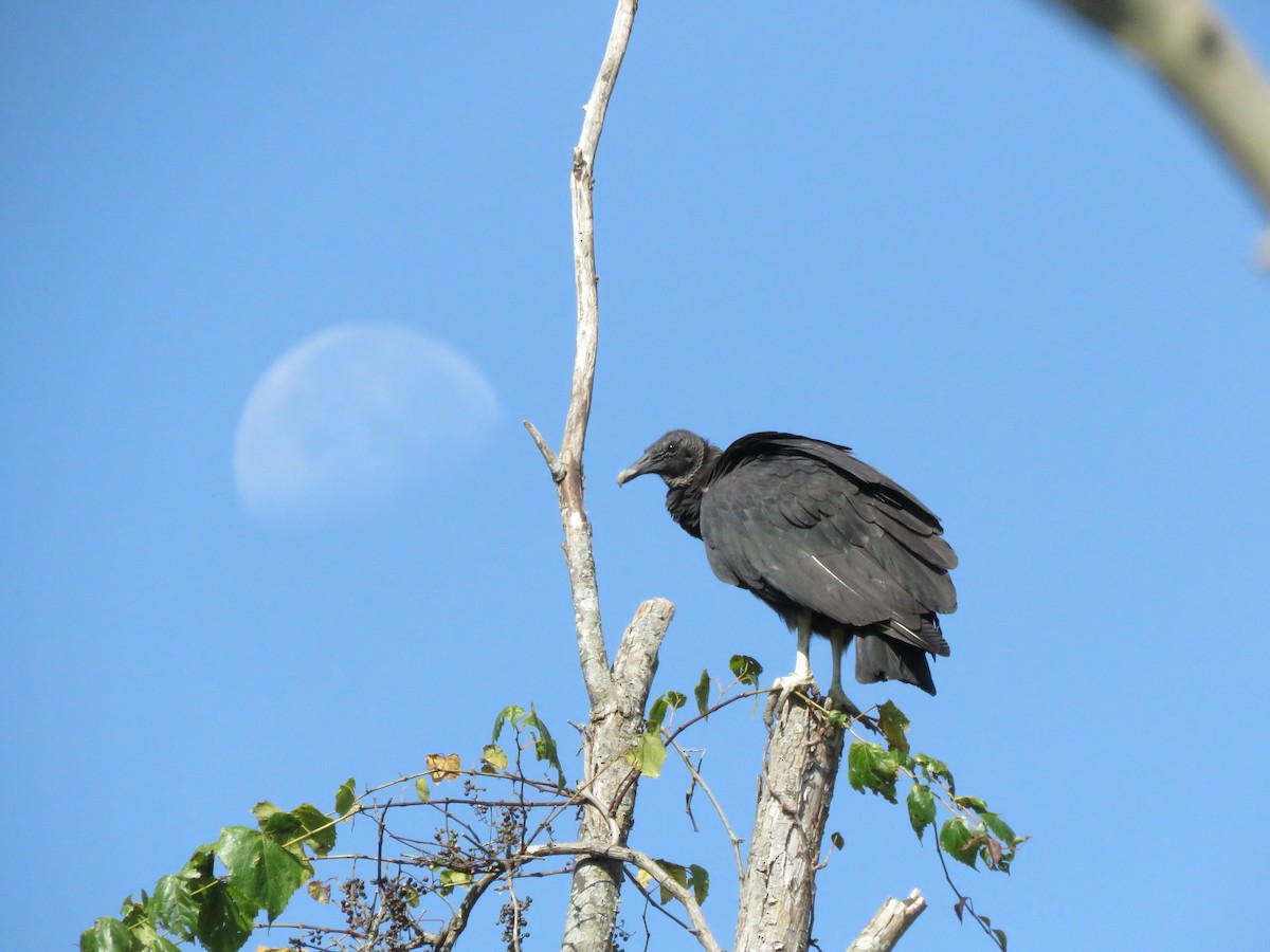 Black Vulture - Monica Hoel