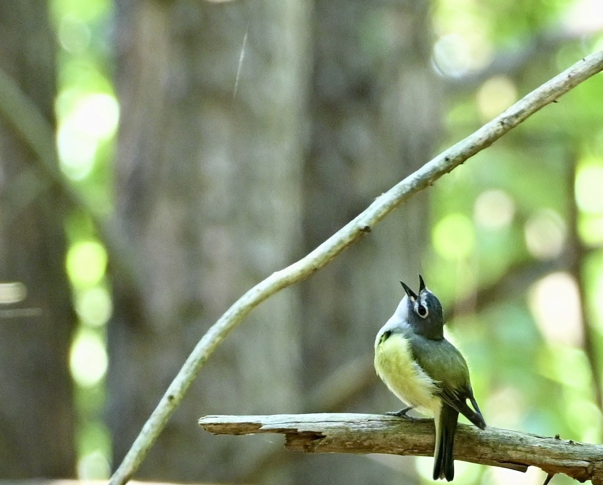 Blue-headed Vireo - ML622887669