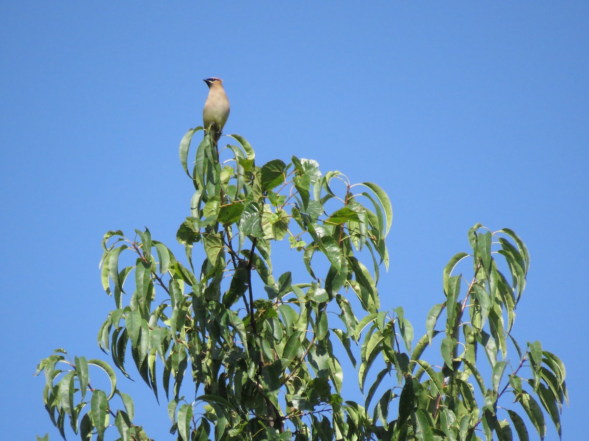 Cedar Waxwing - Monica Hoel