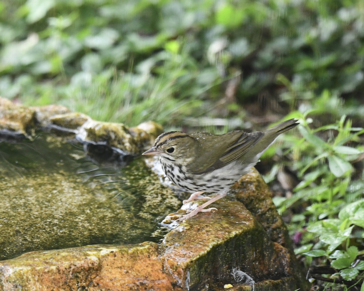 Ovenbird - ML622887704