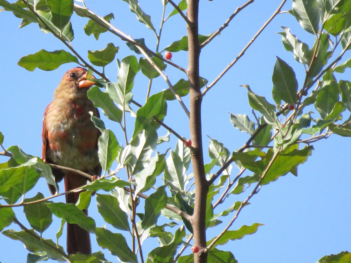 Cardinal rouge - ML622887731