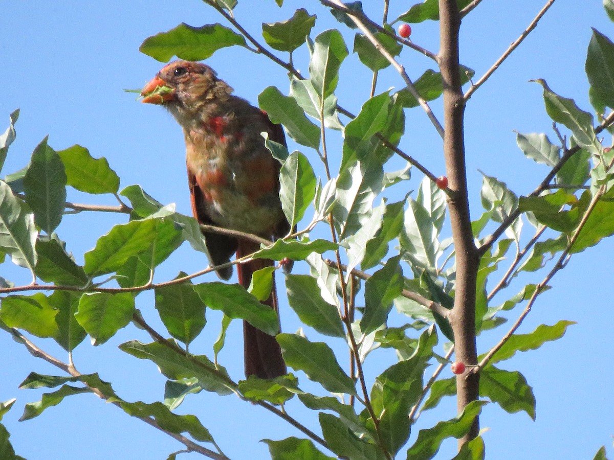 Cardinal rouge - ML622887732