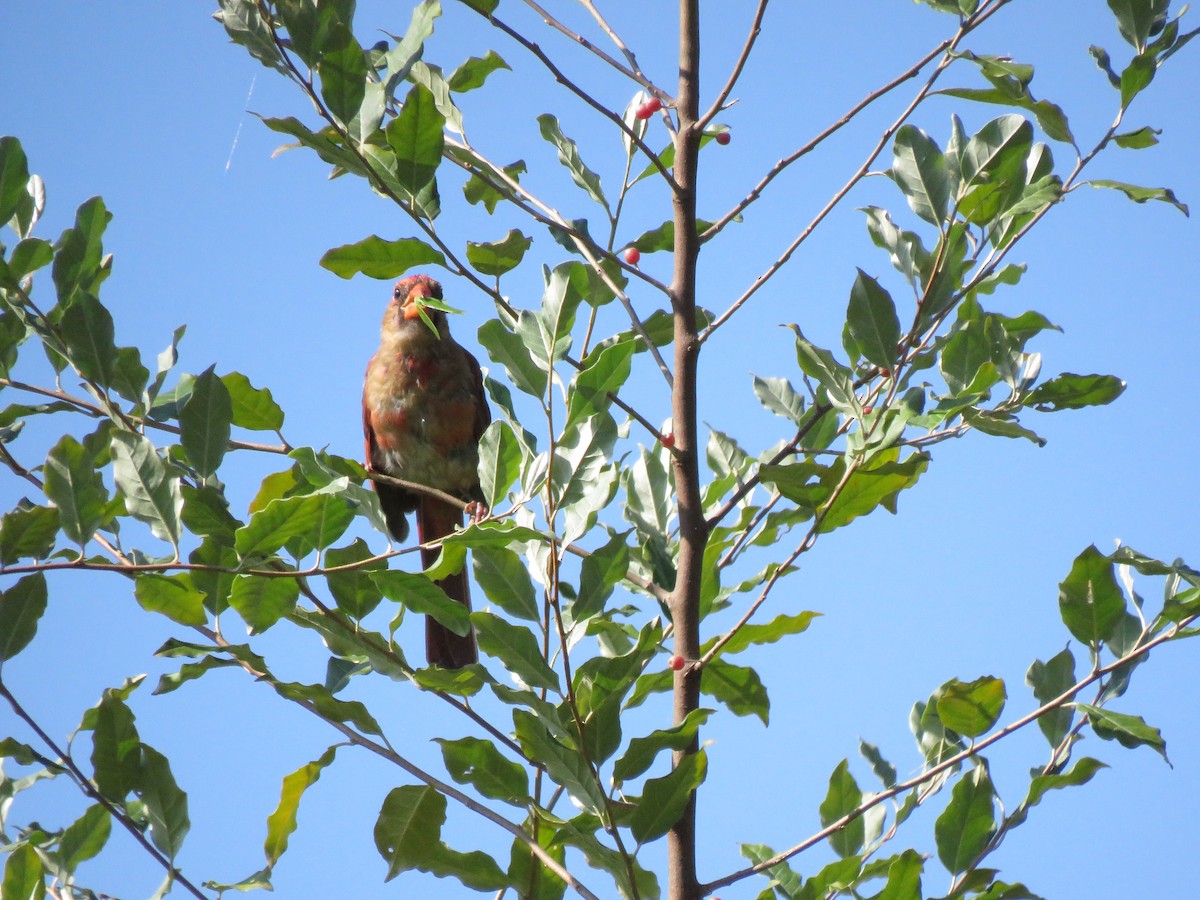 Cardinal rouge - ML622887733