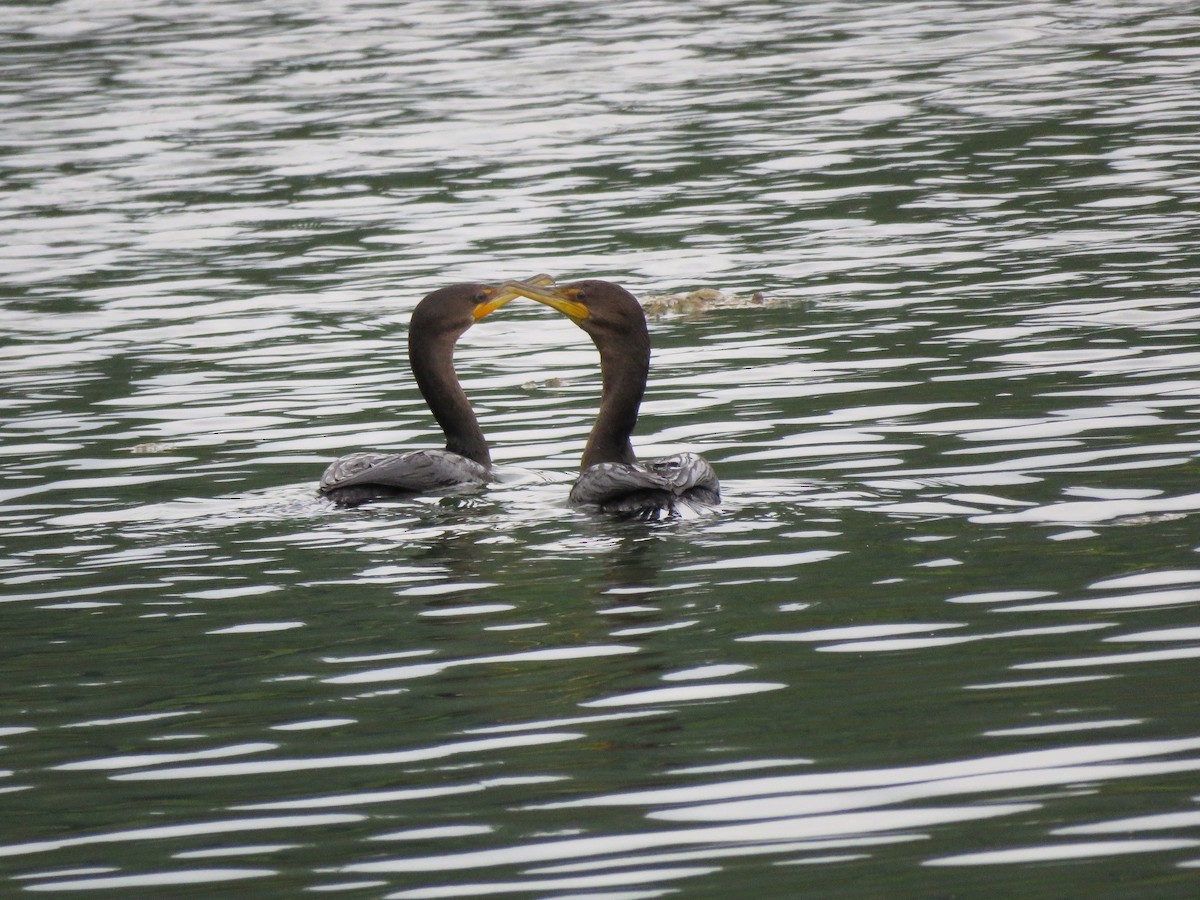 Cormoran à aigrettes - ML622887760