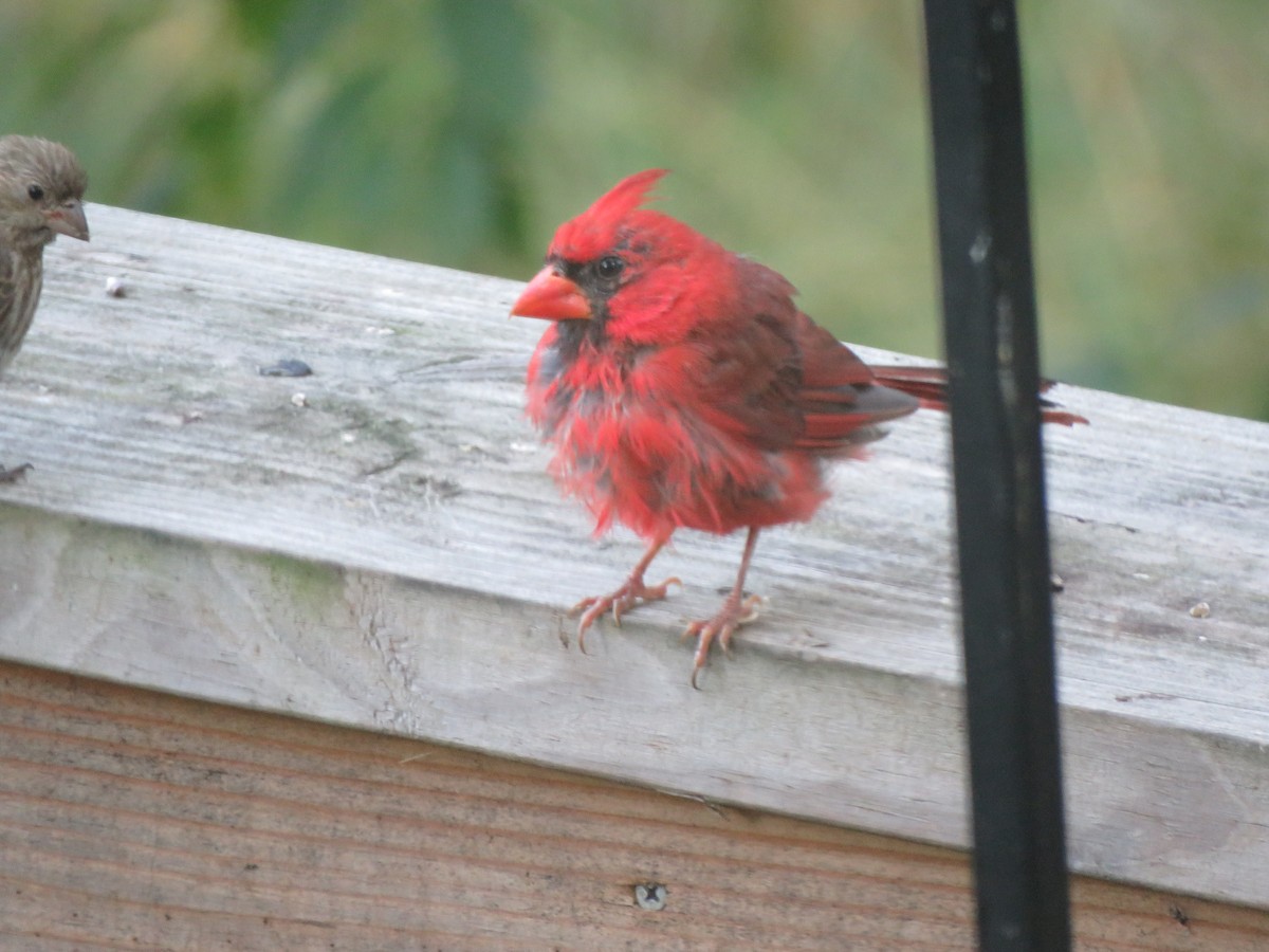 Cardinal rouge - ML622887803