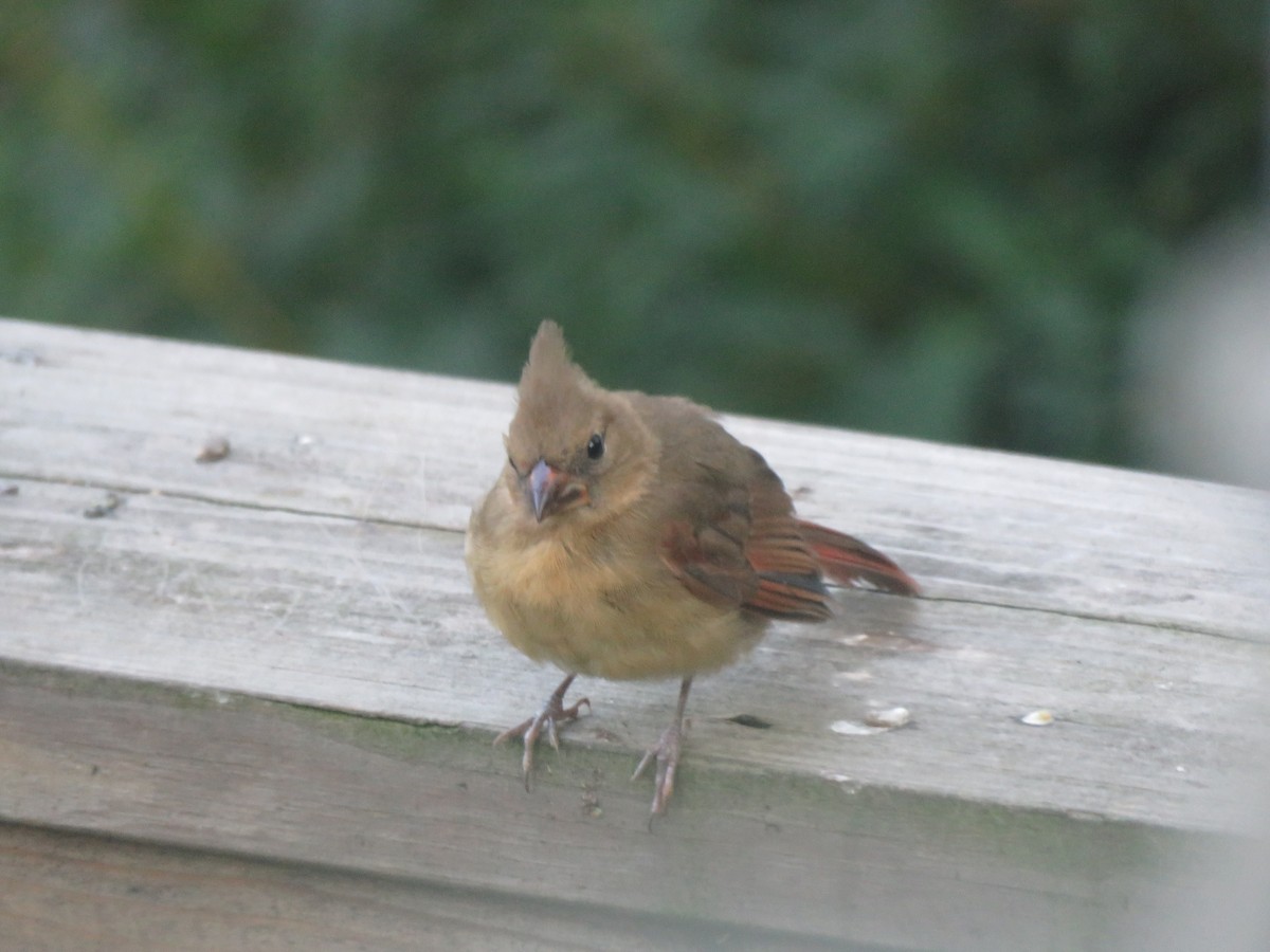 Cardinal rouge - ML622887806