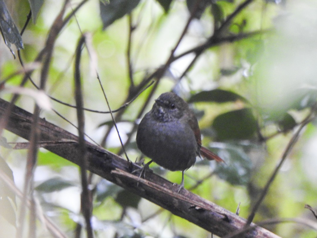 Gray-bellied Spinetail - ML622887849