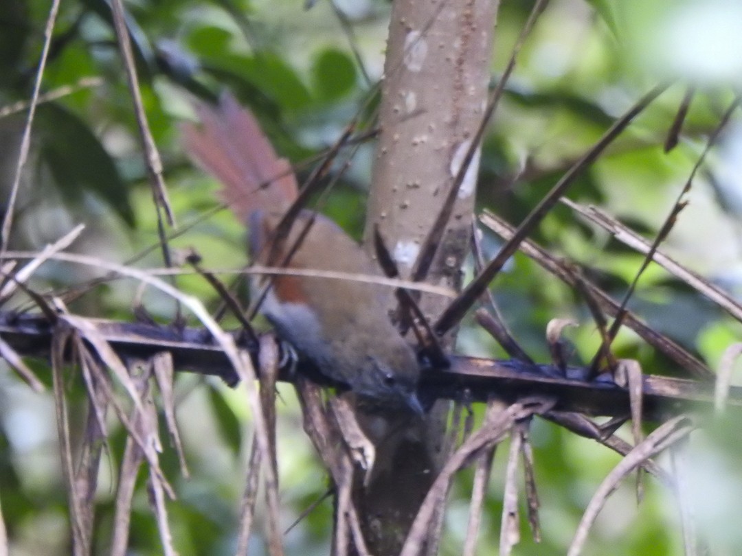 Gray-bellied Spinetail - ML622887850