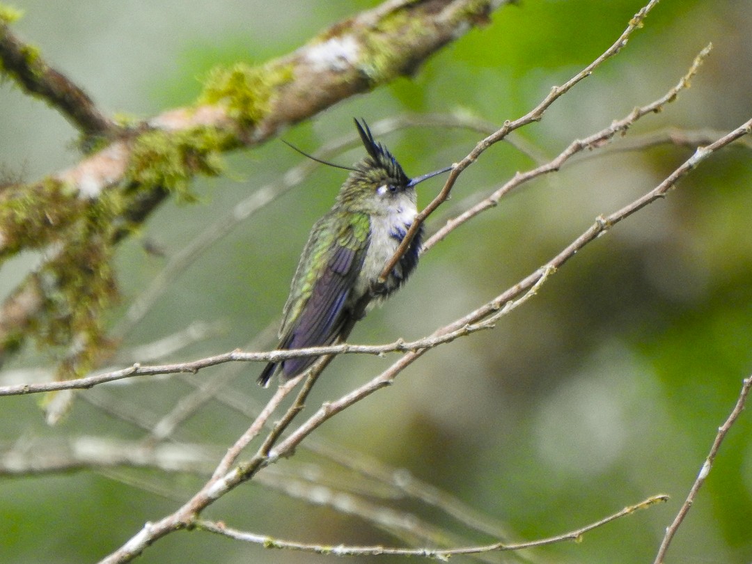 Colibri à huppe bleue - ML622887858