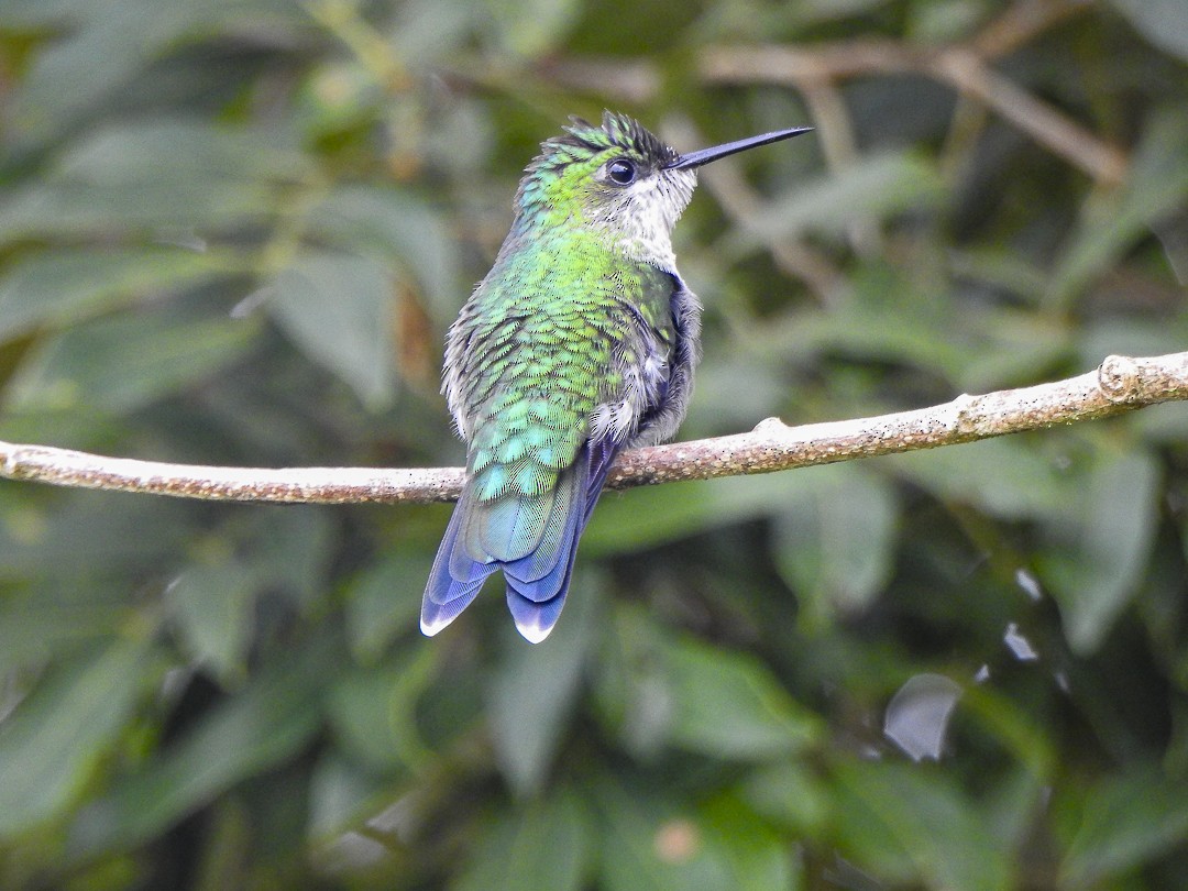 Purple-crowned Plovercrest - Alido junior