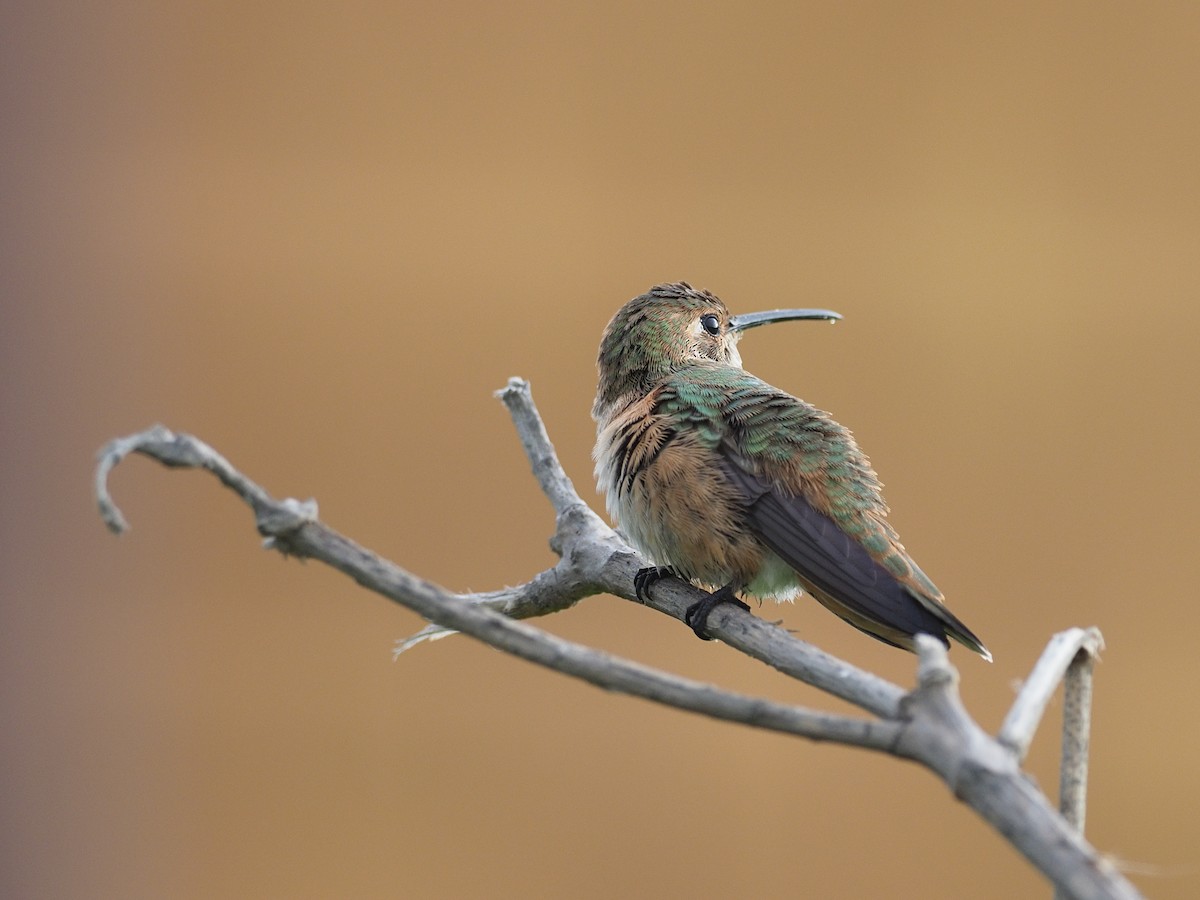 Allen's Hummingbird - ML622887945