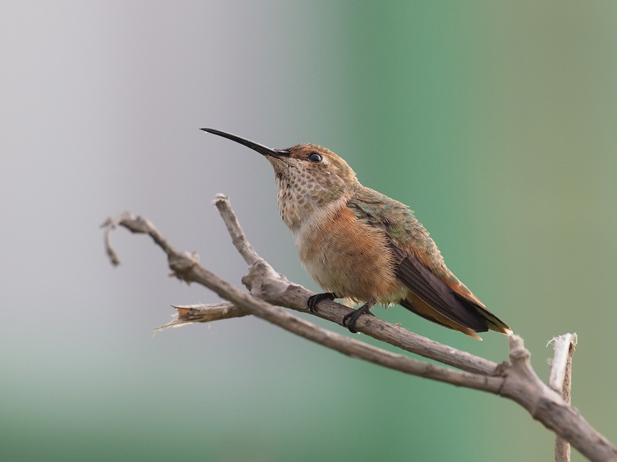 Allen's Hummingbird - ML622887956