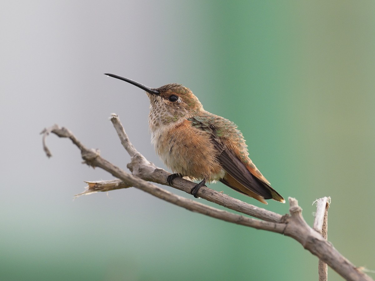 Allen's Hummingbird - ML622887966