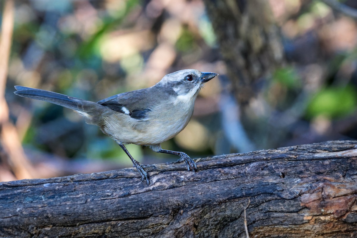 Pale-headed Brushfinch - ML622887991