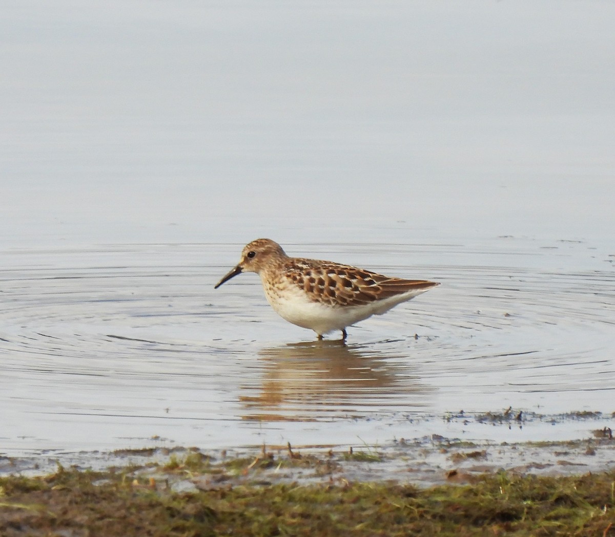 Least Sandpiper - ML622887996