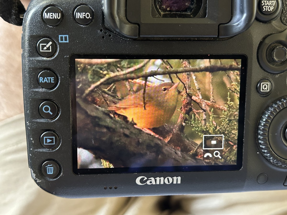 Mourning Warbler - ML622888079