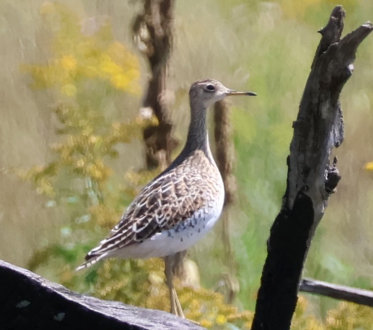 Upland Sandpiper - ML622888098