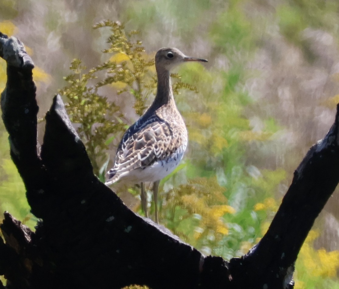 Upland Sandpiper - ML622888099